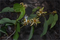 Grewia rhamnifolia